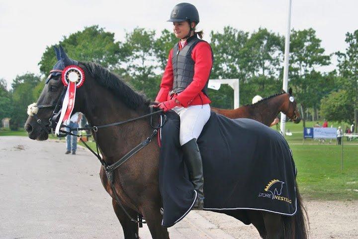 Welsh Cob (sec D) Englyst Shakespeare billede 2