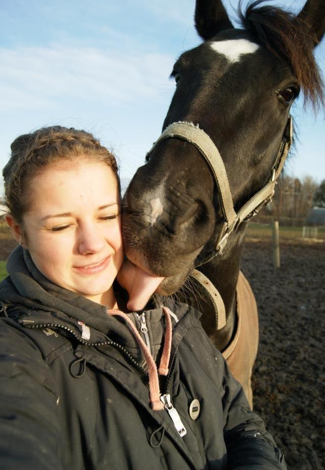 Welsh Cob (sec D) Englyst Shakespeare billede 5