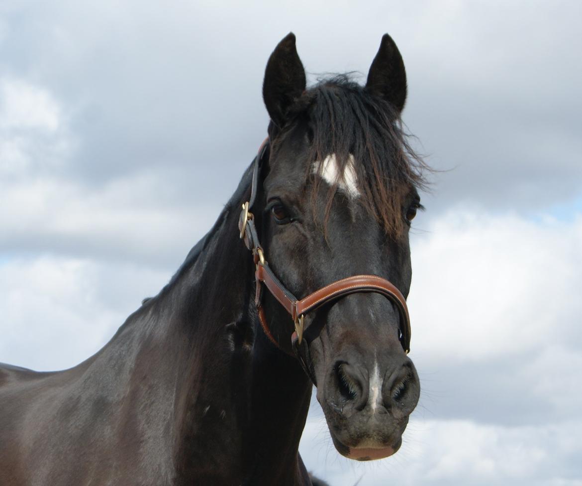 Welsh Cob (sec D) Englyst Shakespeare billede 6