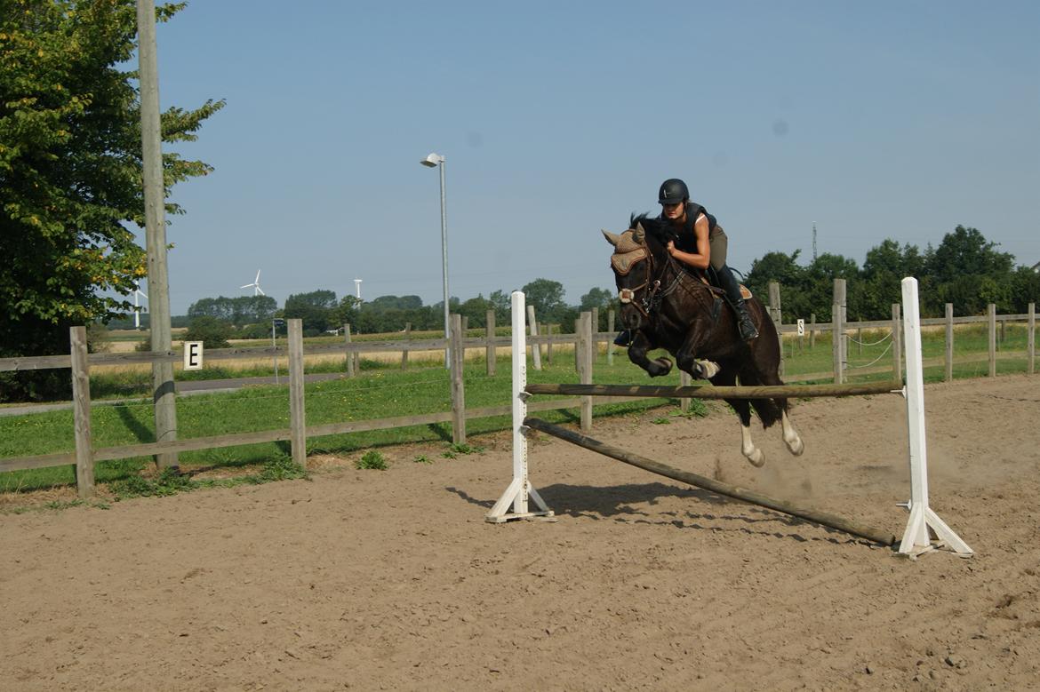 Welsh Cob (sec D) Englyst Shakespeare billede 7