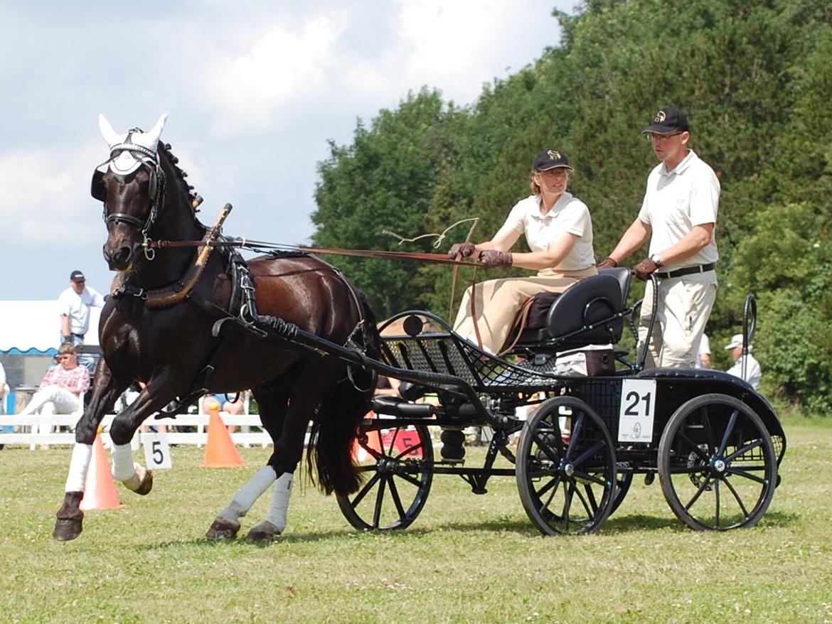 Welsh Cob (sec D) Englyst Shakespeare billede 8