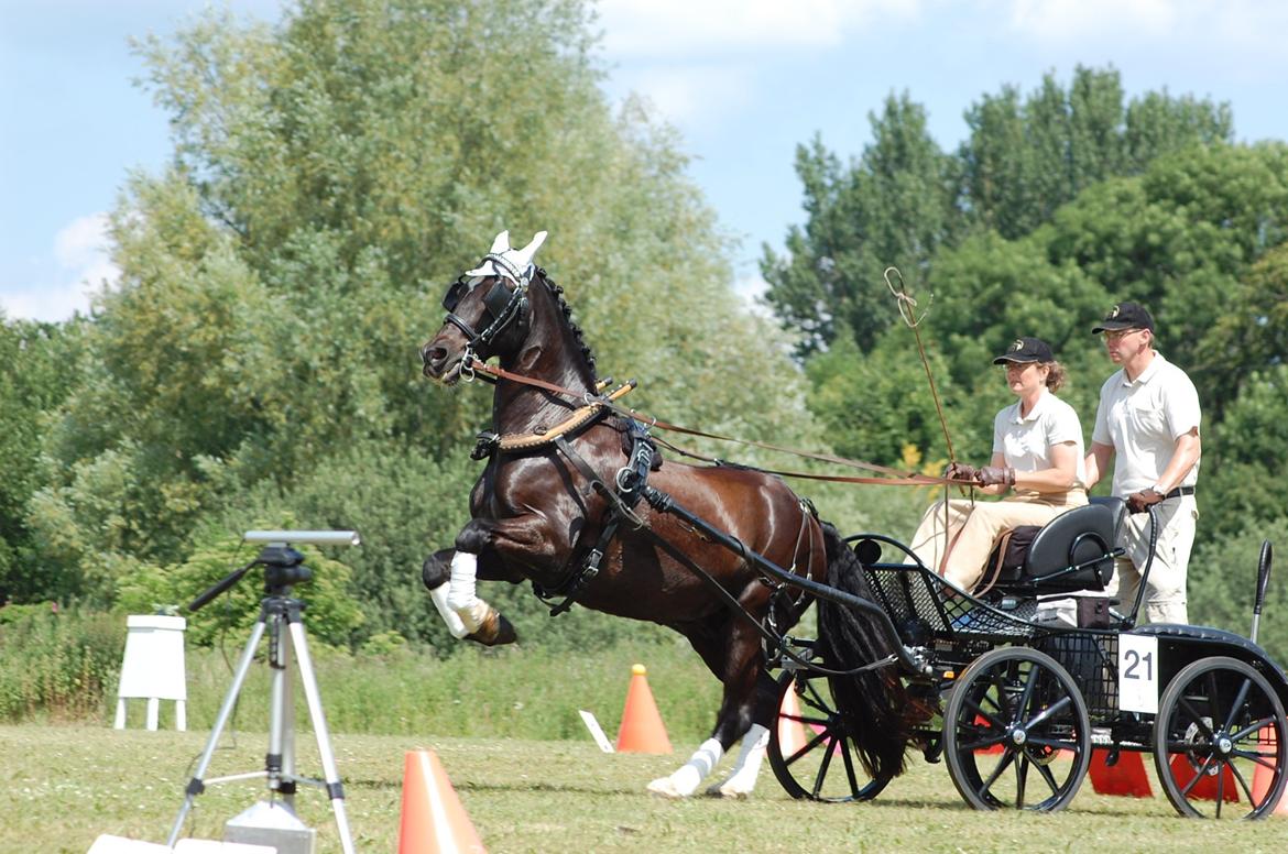 Welsh Cob (sec D) Englyst Shakespeare billede 9