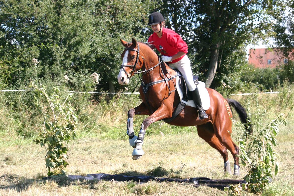 DSP Artemis Stengaard billede 4