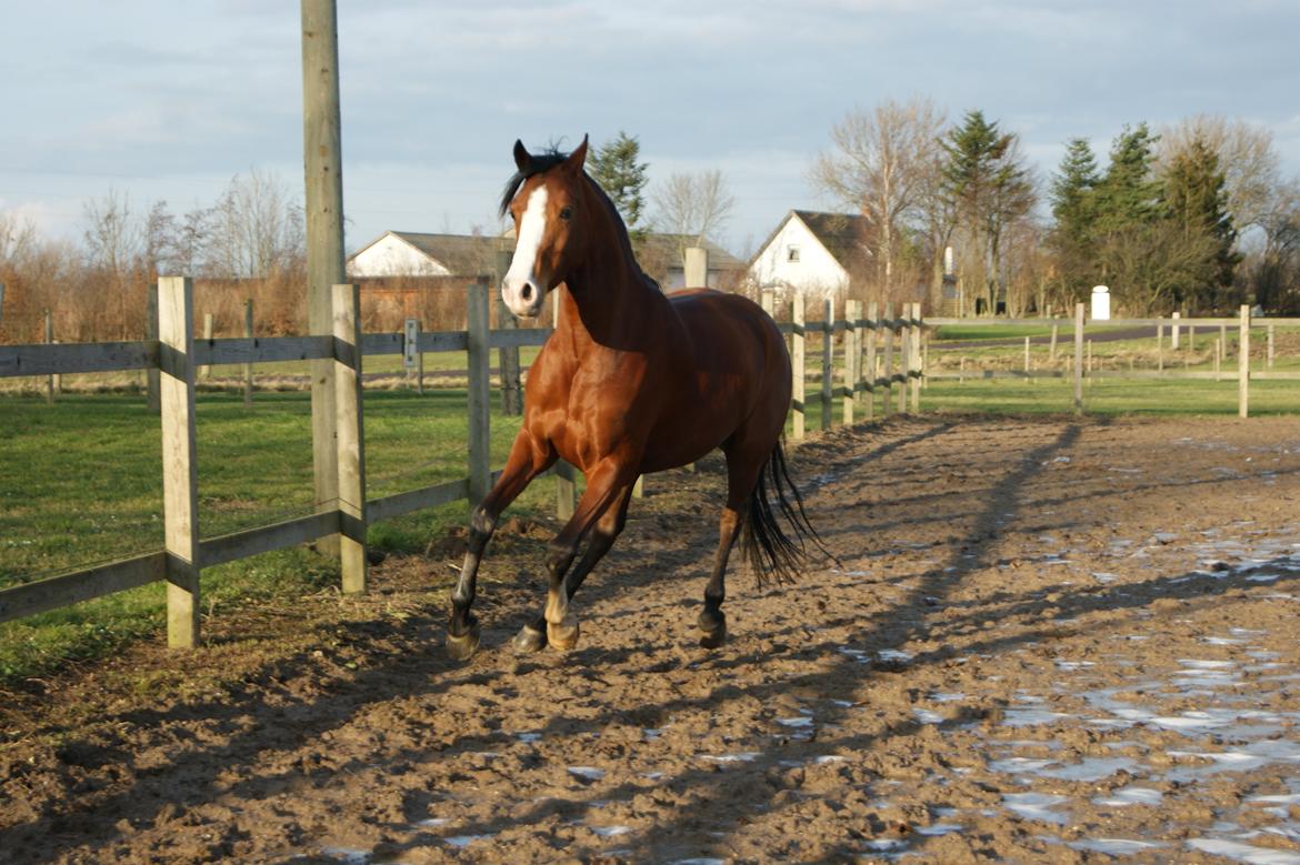 DSP Artemis Stengaard billede 8