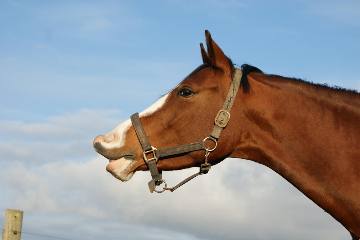 DSP Artemis Stengaard billede 9