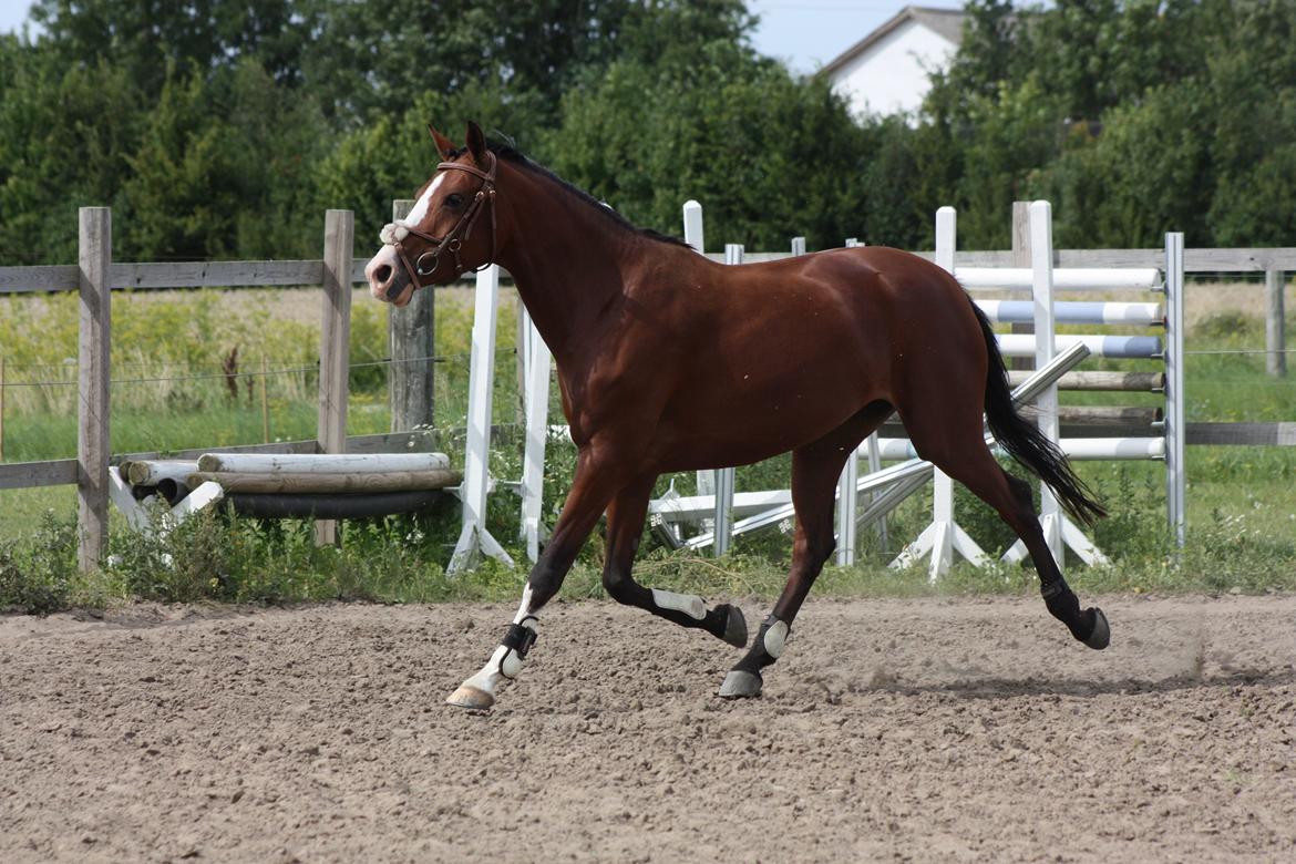 DSP Artemis Stengaard billede 13