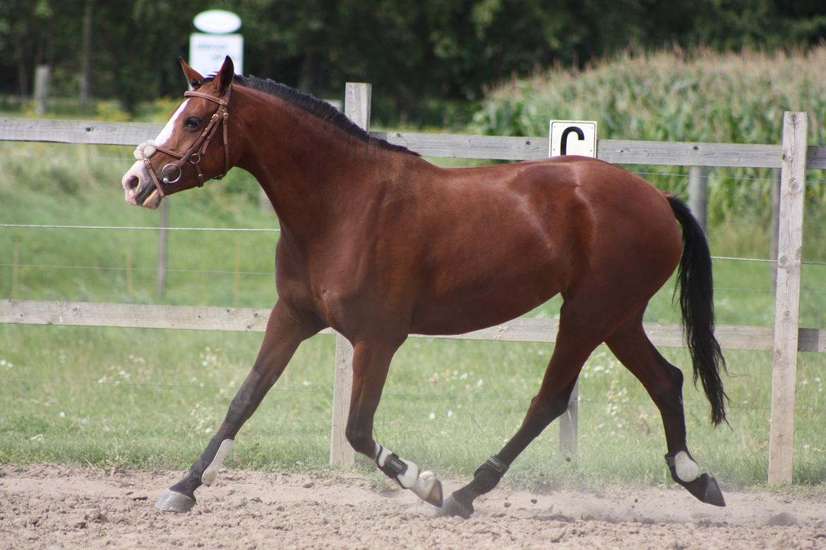 DSP Artemis Stengaard billede 14