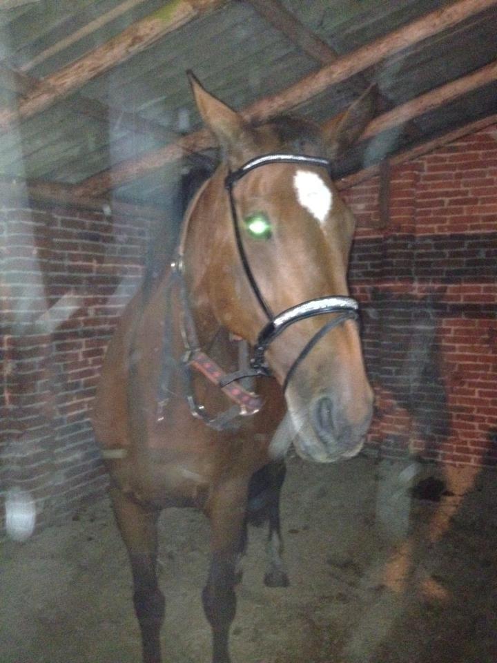 Dansk Varmblod Rusla Boesgaard - fra 13-09-2012 billede 1