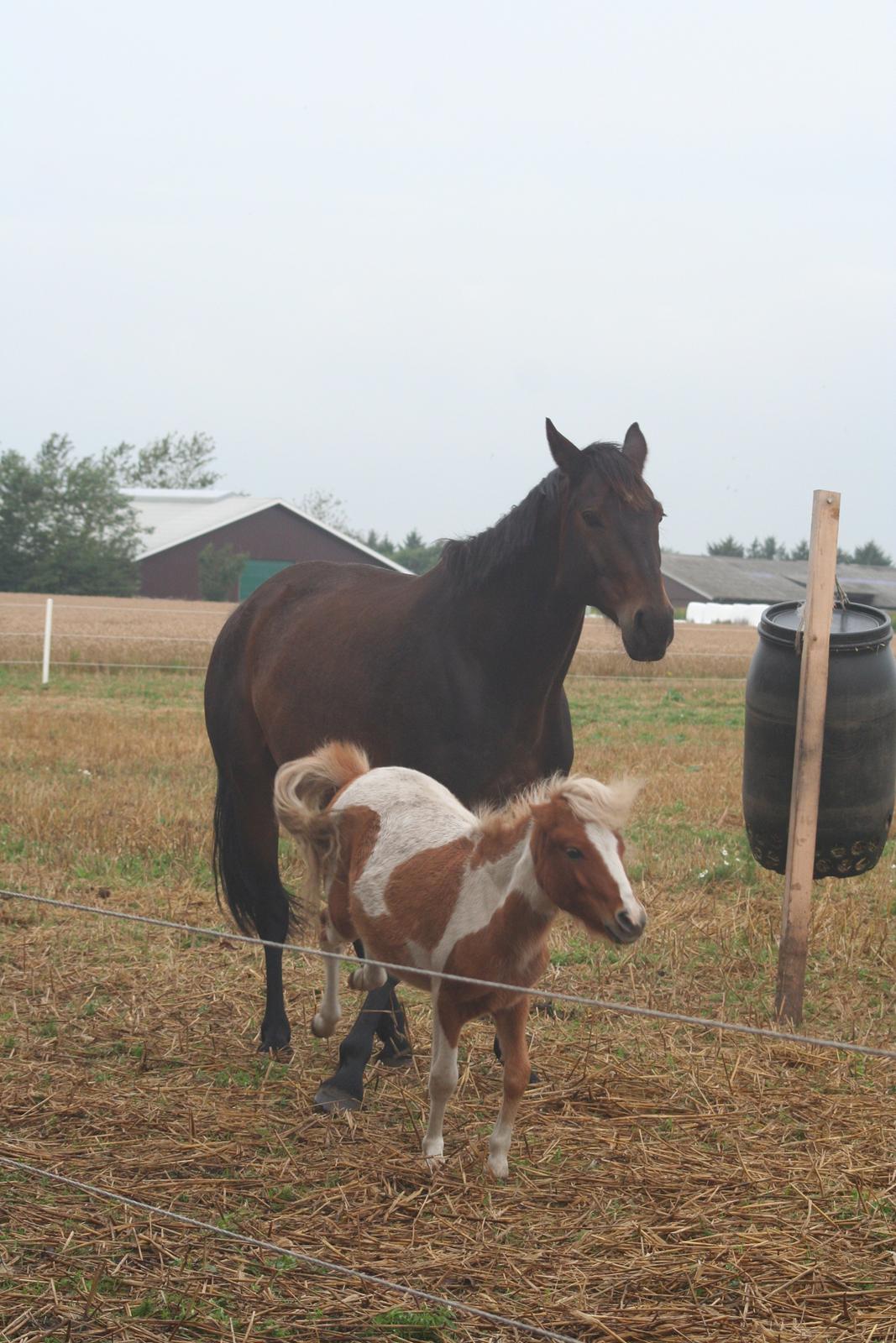 Pinto Hedegaardens Woody billede 11