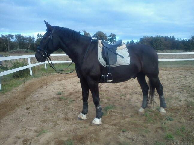 Oldenborg Maverick Mit et og alt!! :-* <3 - Det du leger ind i hesten, vil den frivilligt gøre igen, det du tvinger ind i den, skal du tvinge den til at gøre igen. billede 18