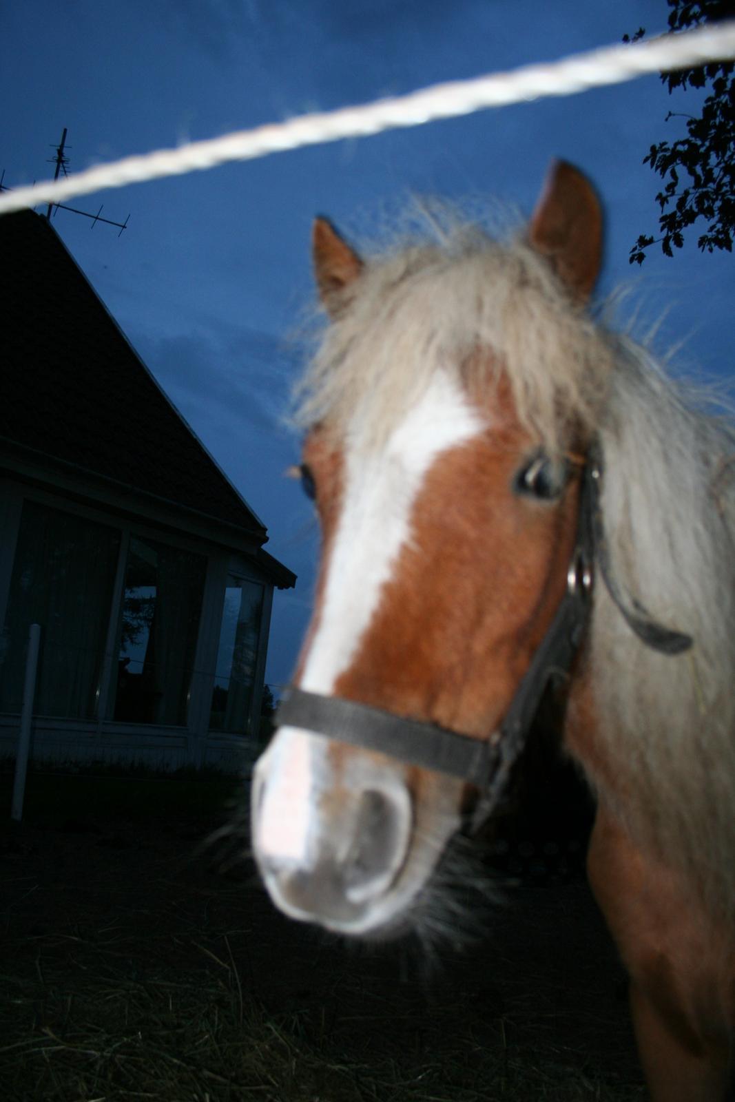 Pinto Hedegaardens Woody billede 12