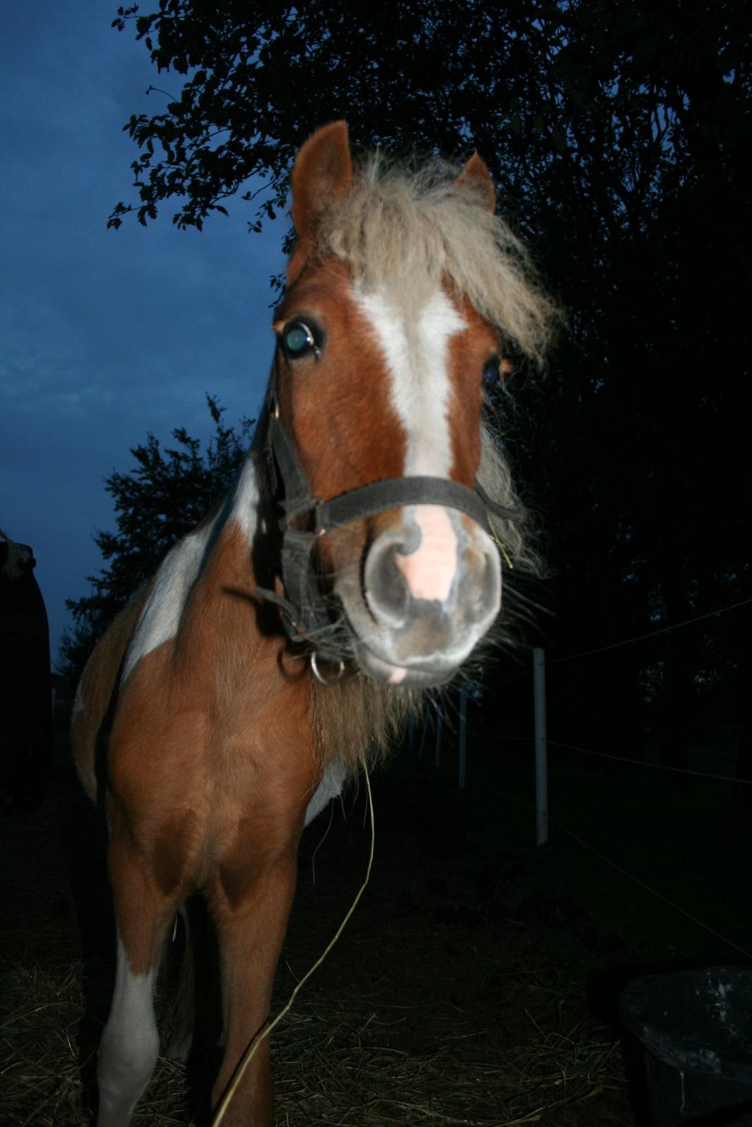 Pinto Hedegaardens Woody billede 13