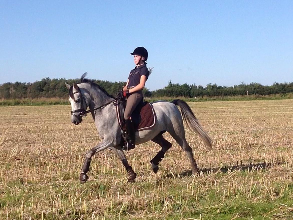 Anden særlig race Milano<3333 billede 4