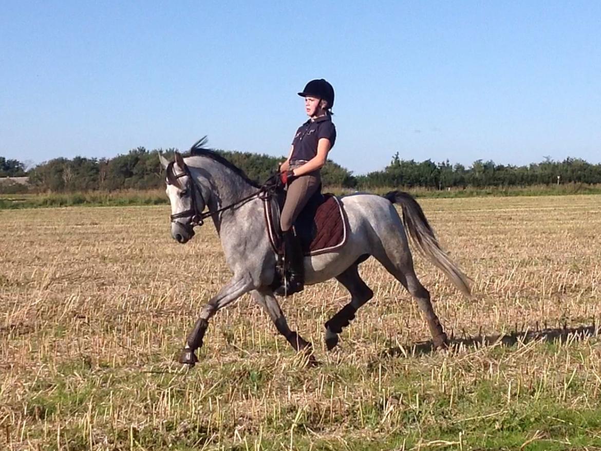 Anden særlig race Milano<3333 billede 3