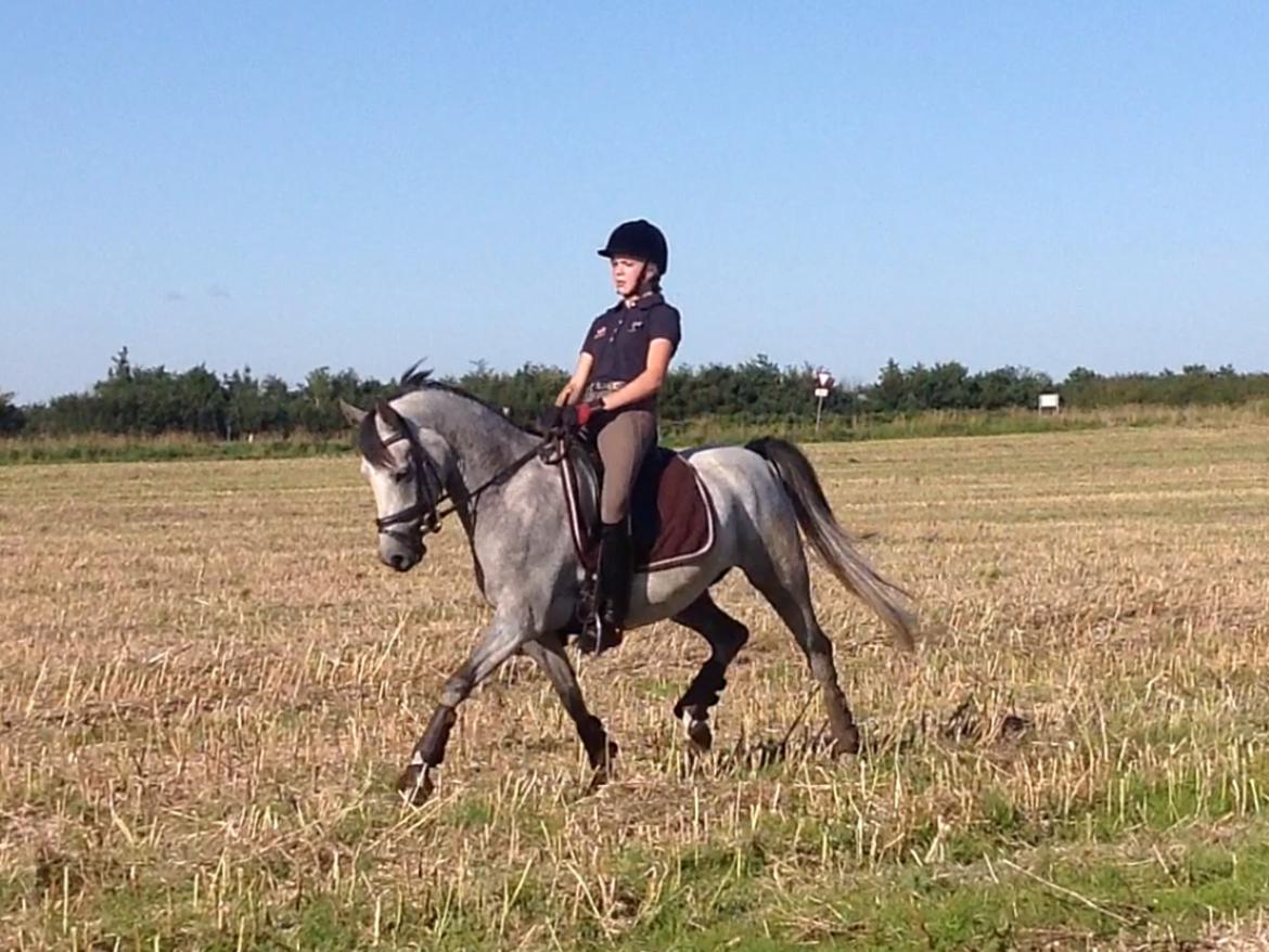 Anden særlig race Milano<3333 billede 5