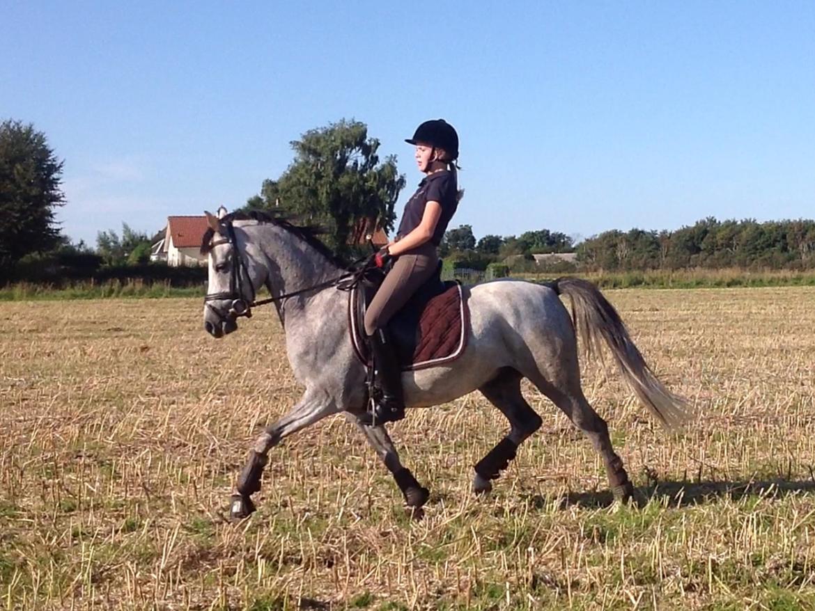 Anden særlig race Milano<3333 billede 6