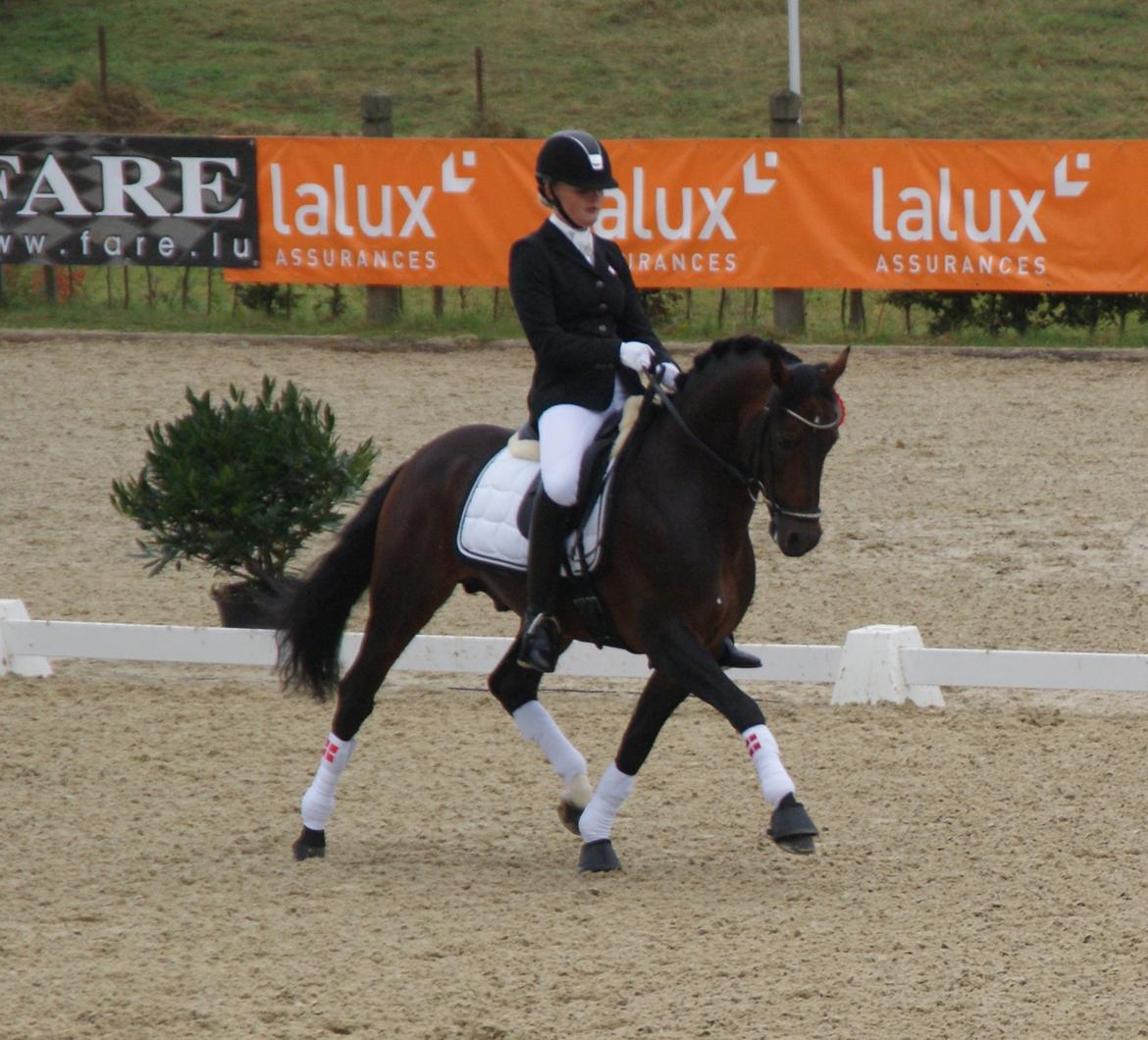 Welsh Partbred (Sec F) Bjerregårds Mozart - præmieoverrækkelse luxembourg 2012.
samlet nr. 6  billede 11