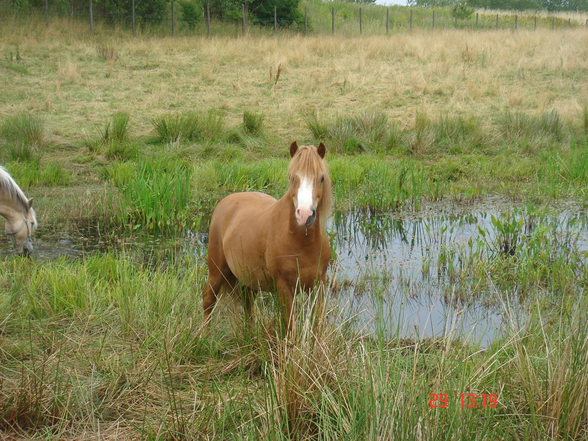 Welsh Mountain (sec A) Tarzan <3 billede 1