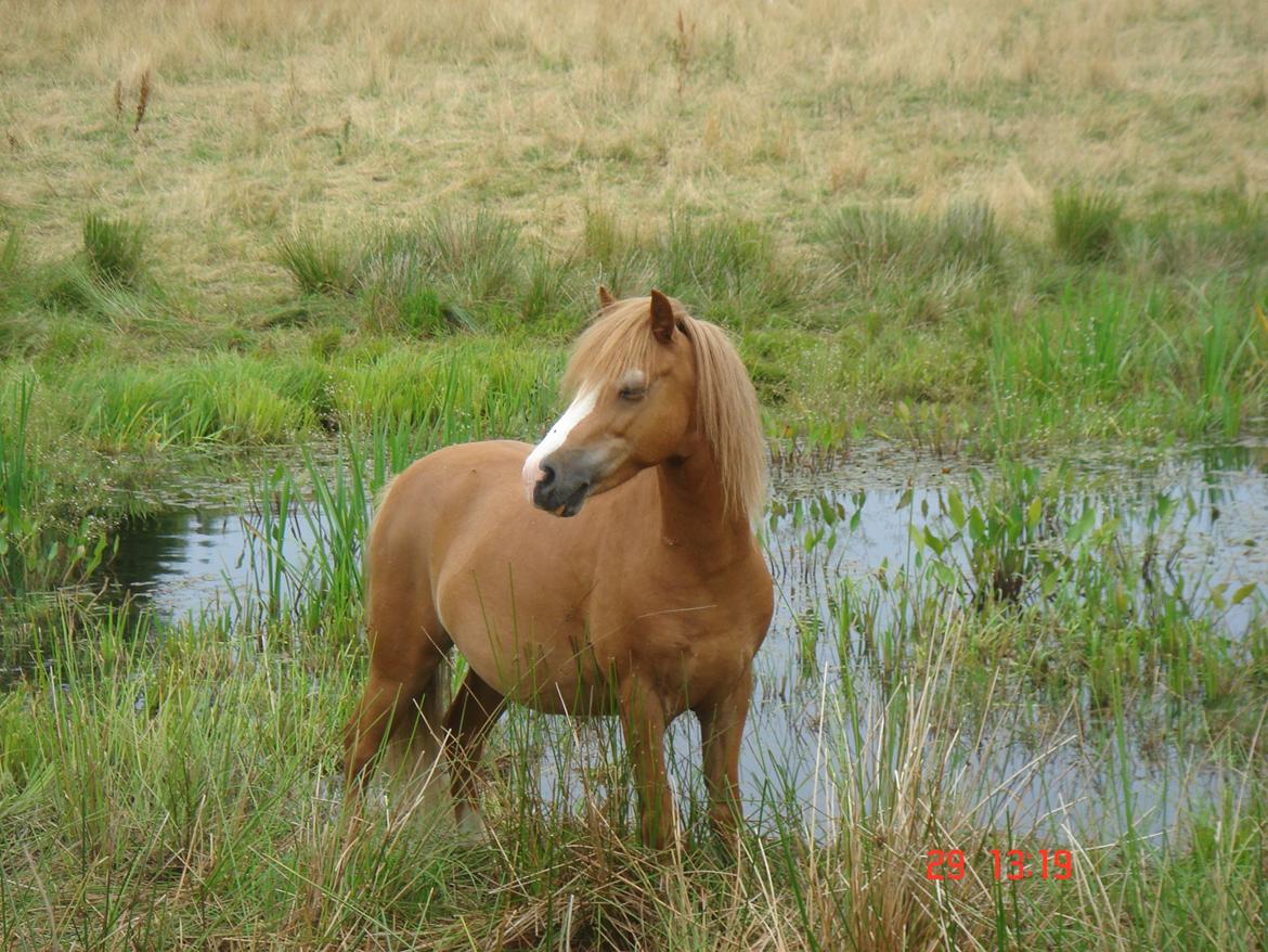 Welsh Mountain (sec A) Tarzan <3 billede 5