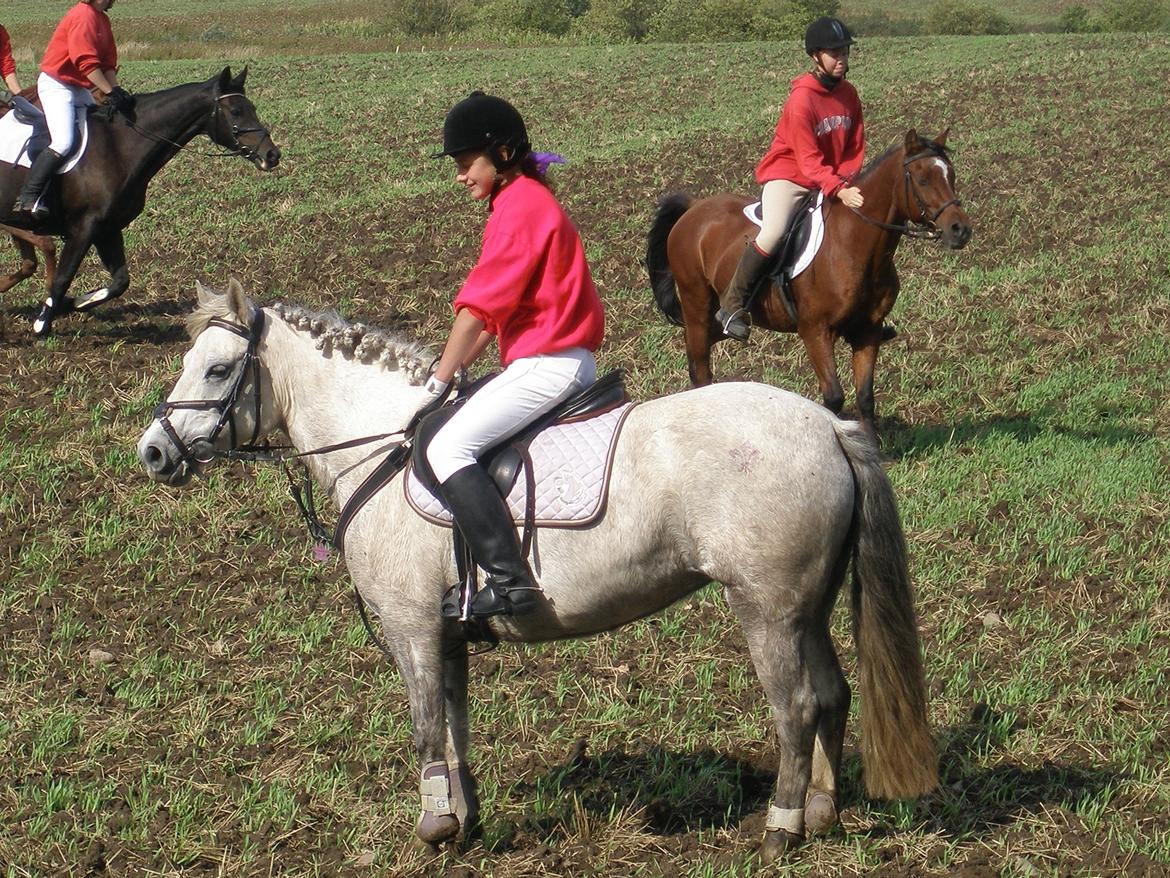 DSP A.J. Moscans Isabell billede 1