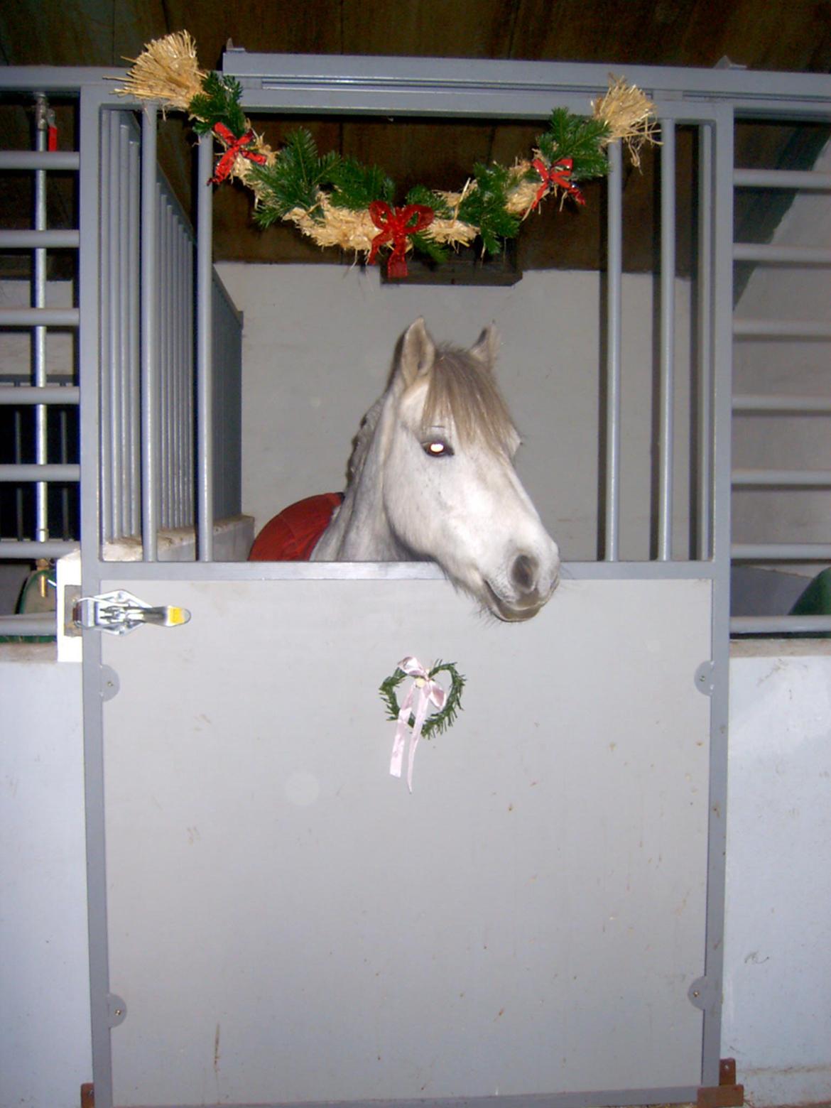 DSP A.J. Moscans Isabell billede 2