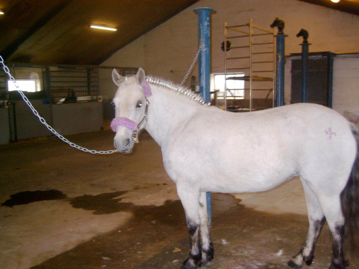 DSP A.J. Moscans Isabell billede 6