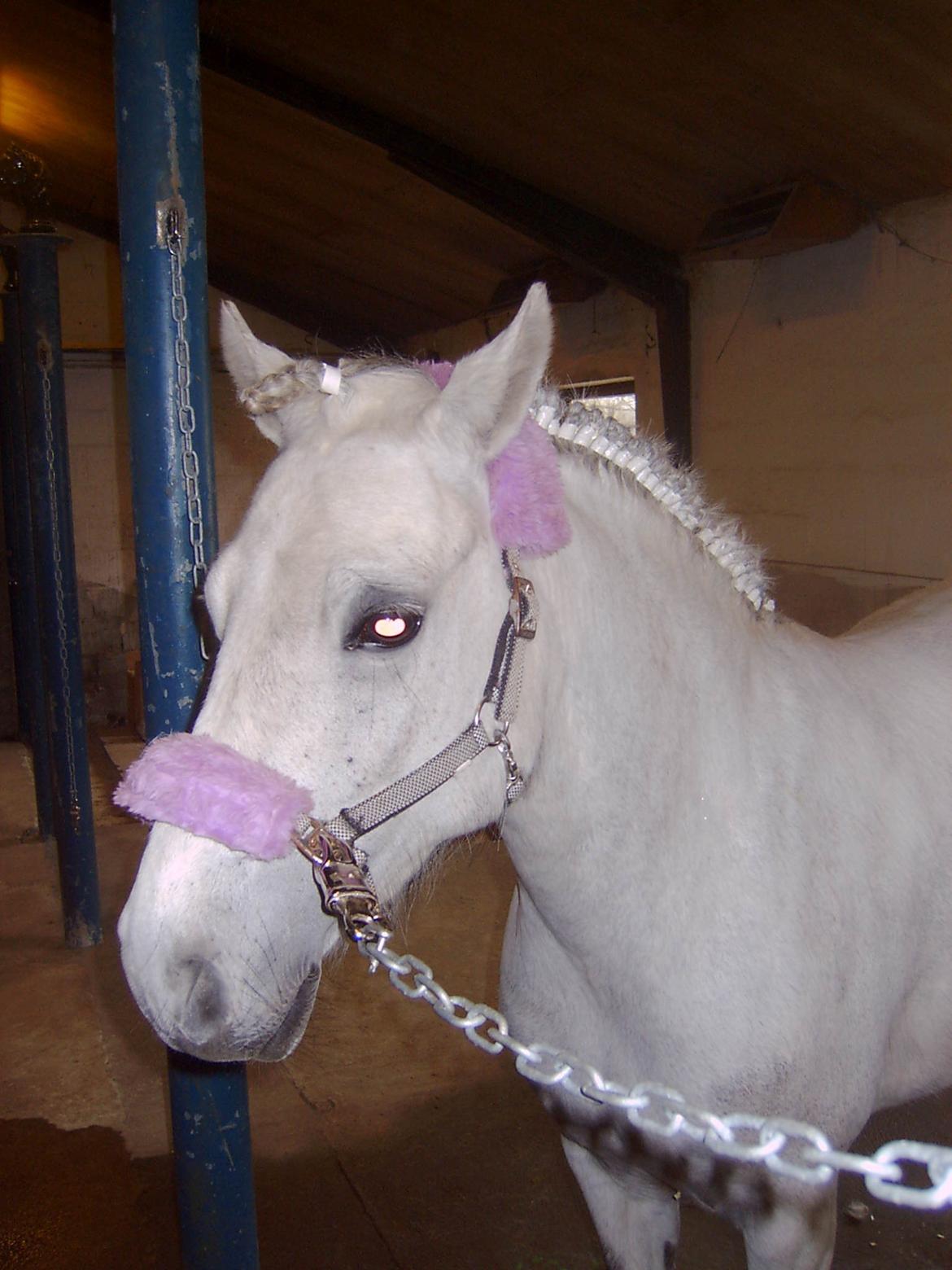 DSP A.J. Moscans Isabell billede 7