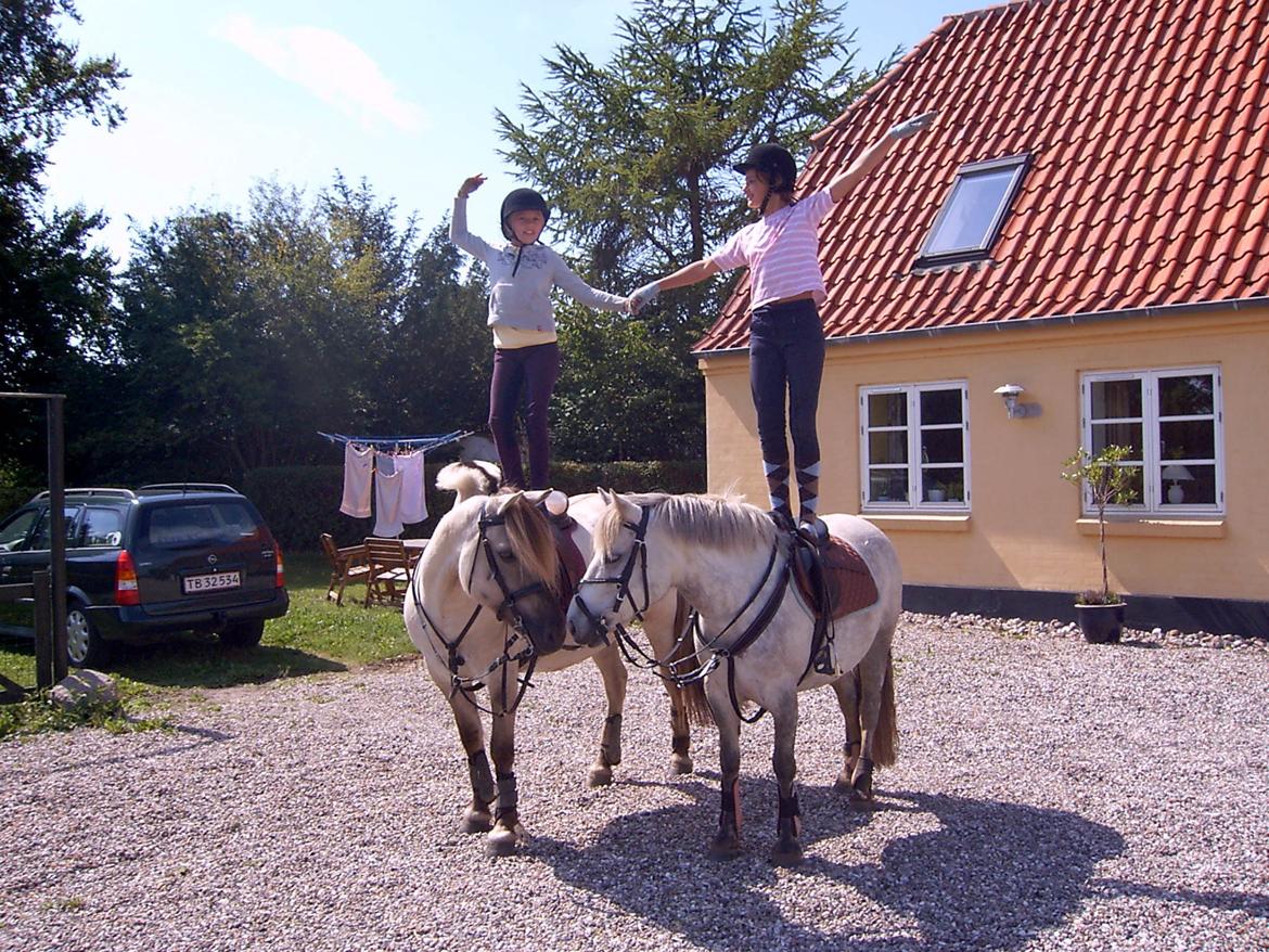 DSP A.J. Moscans Isabell billede 9