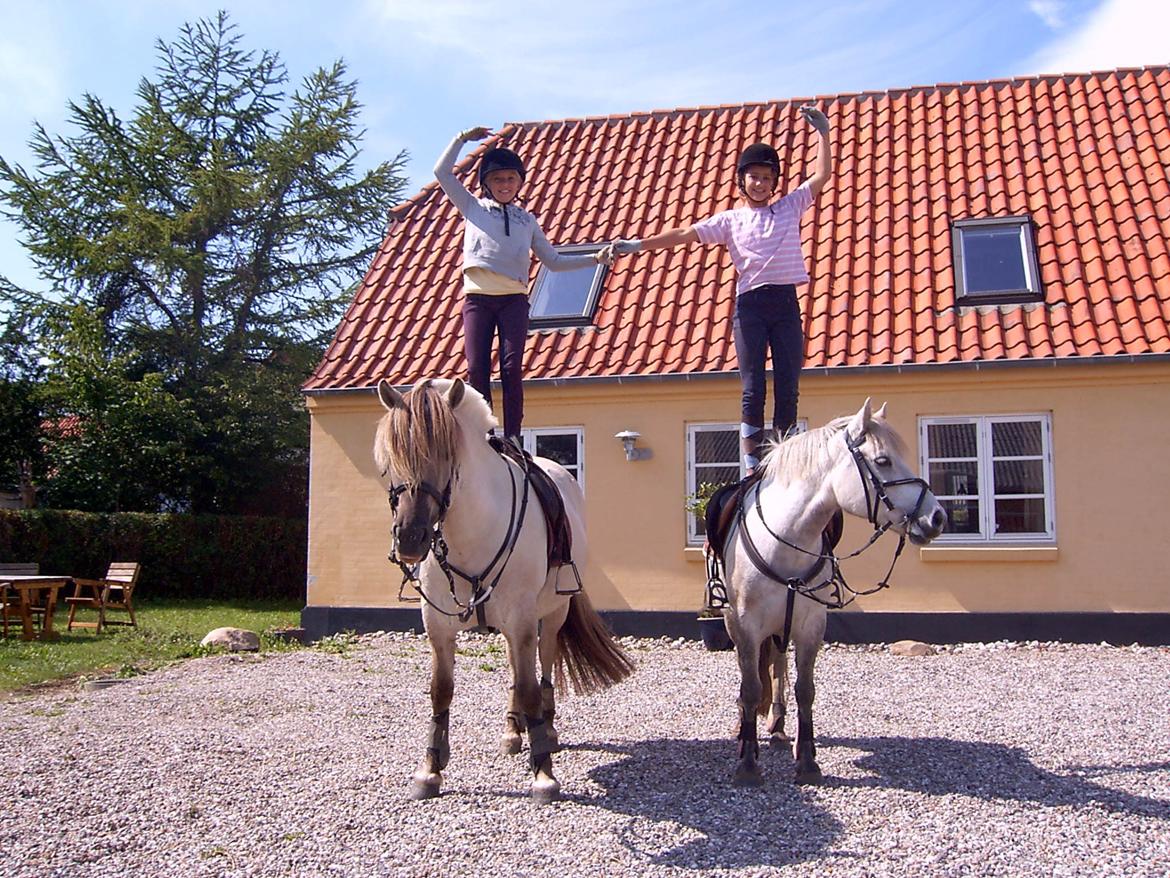 DSP A.J. Moscans Isabell billede 10