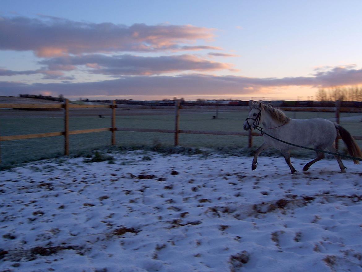 DSP A.J. Moscans Isabell billede 14