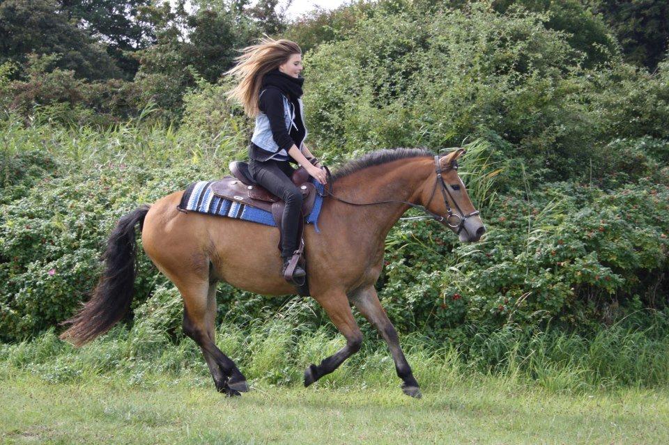 Anden særlig race Juncker. billede 3