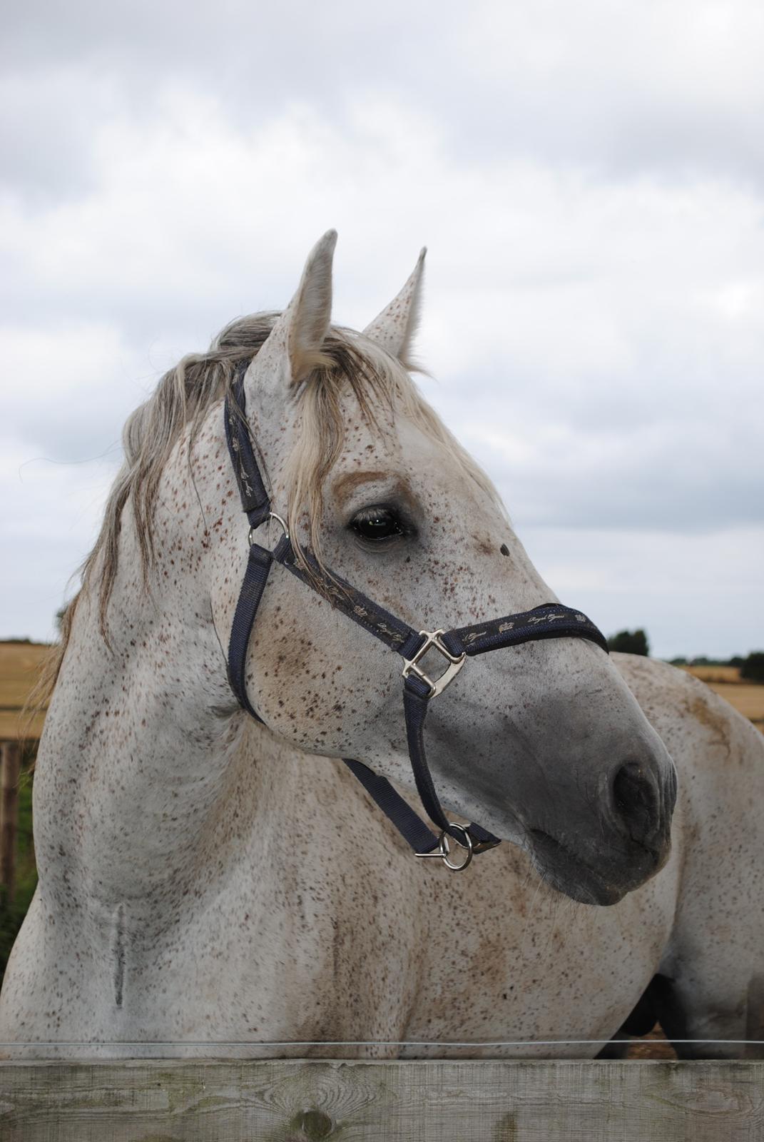 Pura Raza Española Guerrer billede 20