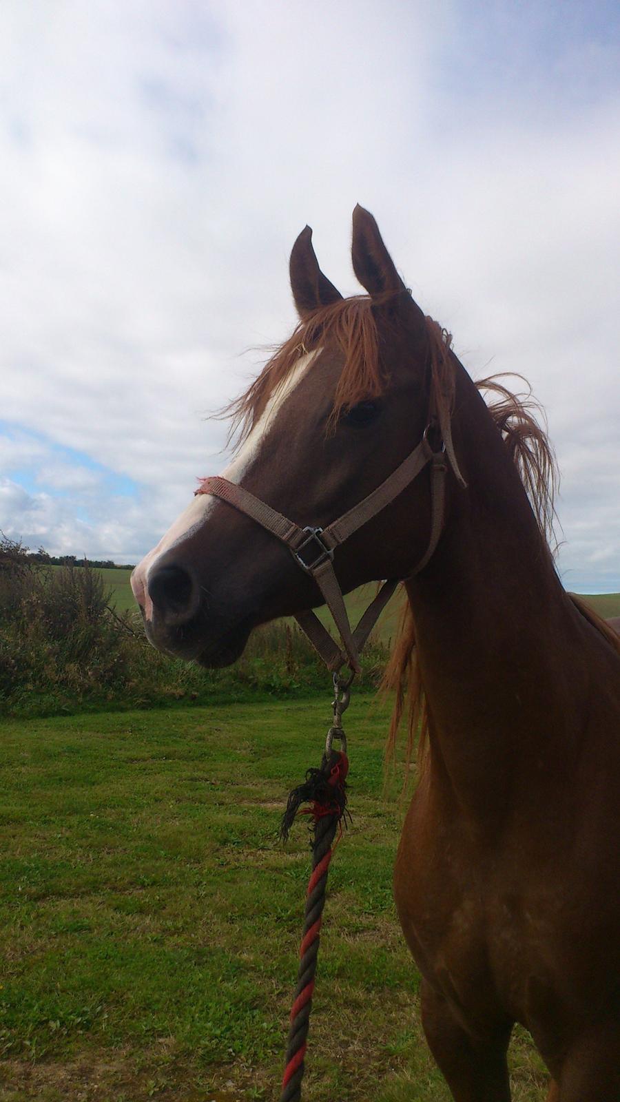 Arabisk fuldblod (OX) Kashmir billede 3