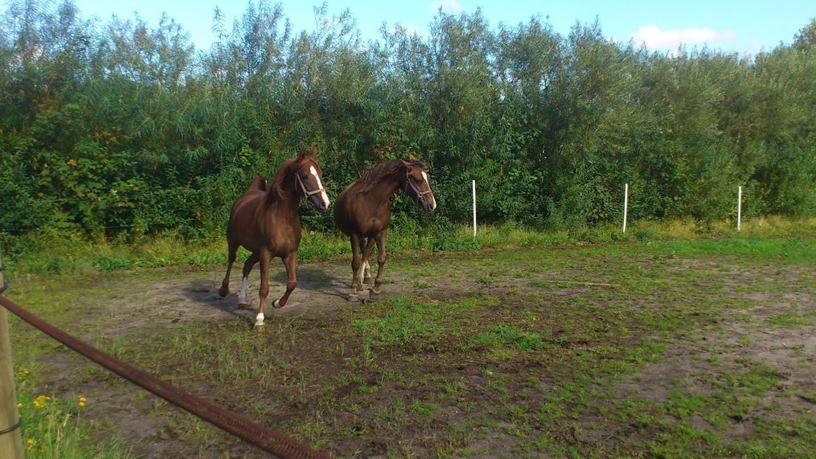 Arabisk fuldblod (OX) Kashmir billede 4