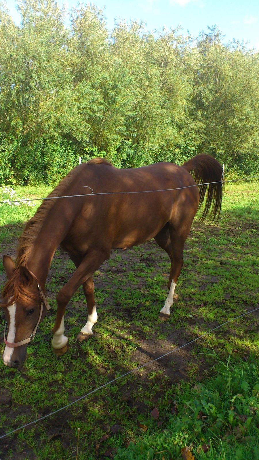 Arabisk fuldblod (OX) Kashmir billede 5