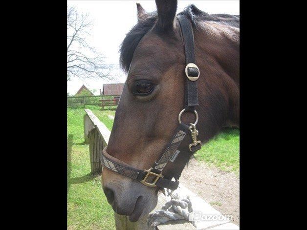 Welsh Cob (sec D) Søegaardens Miss Gipsy - Hygge d. 17/5 Foto: Nanna Christensen billede 6