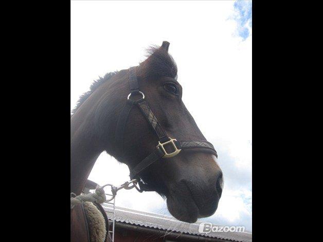 Welsh Cob (sec D) Søegaardens Miss Gipsy - Foto: Nanna Christensen billede 7