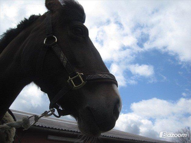 Welsh Cob (sec D) Søegaardens Miss Gipsy - Foto: Nanna Christensen billede 8