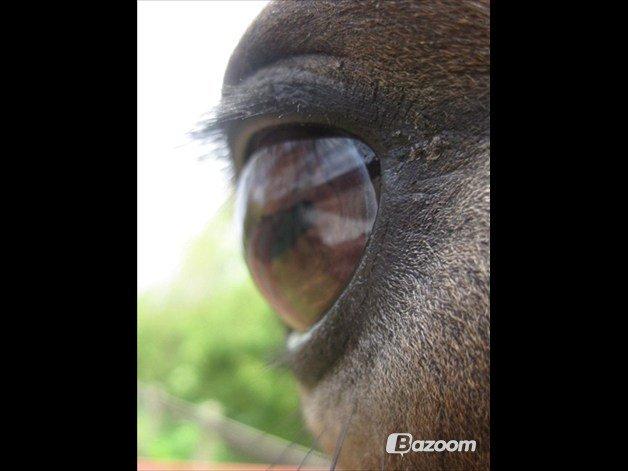 Welsh Cob (sec D) Søegaardens Miss Gipsy - Foto: Nanna Christensen billede 9