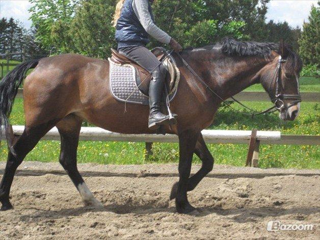 Welsh Cob (sec D) Søegaardens Miss Gipsy - Skridt for lange tøjler :-) billede 10