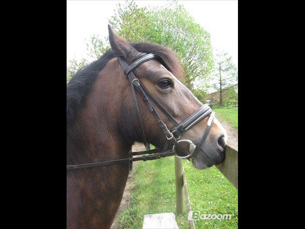 Welsh Cob (sec D) Søegaardens Miss Gipsy - Møøs billede 11