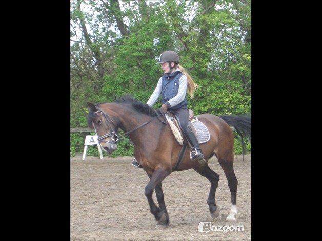 Welsh Cob (sec D) Søegaardens Miss Gipsy billede 12