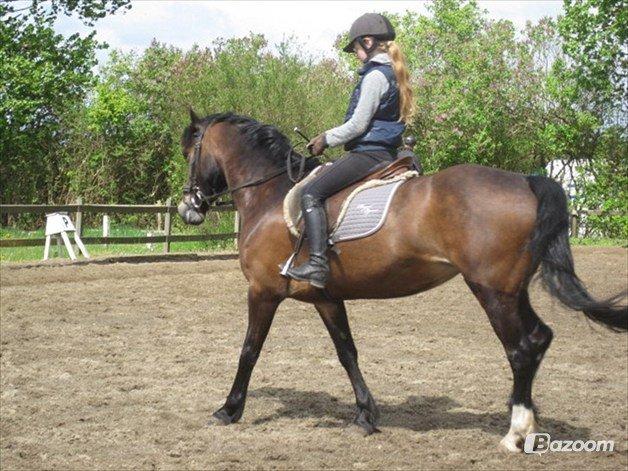 Welsh Cob (sec D) Søegaardens Miss Gipsy billede 13