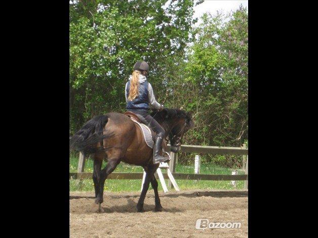 Welsh Cob (sec D) Søegaardens Miss Gipsy billede 14