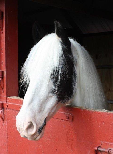 Irish Cob Saint Epona of Killarney billede 2