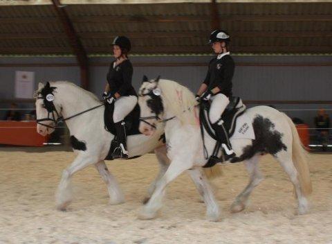 Irish Cob Saint Epona of Killarney billede 4