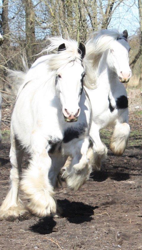 Irish Cob Saint Epona of Killarney billede 7