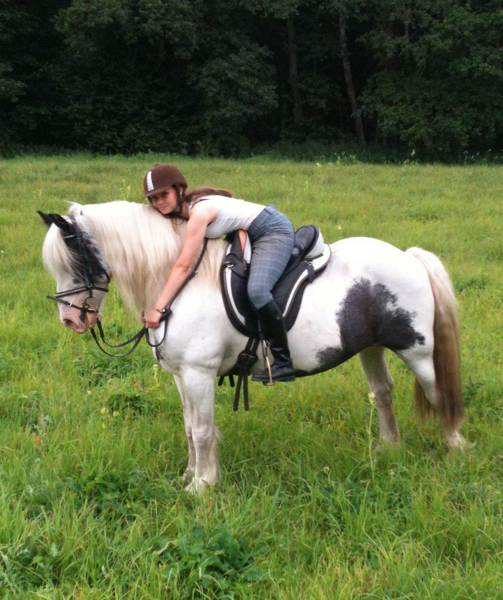 Irish Cob Saint Epona of Killarney billede 11