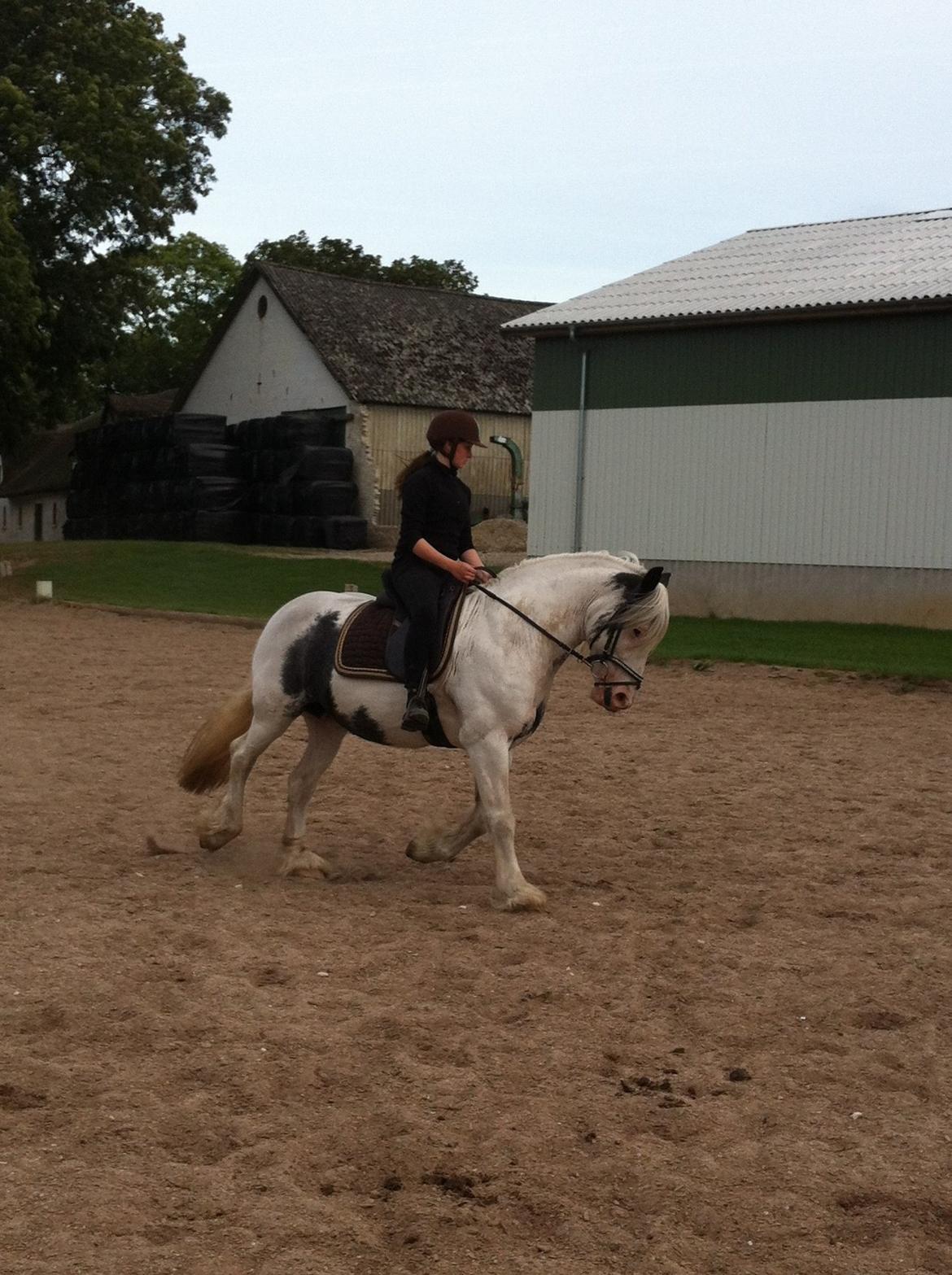 Irish Cob Saint Epona of Killarney billede 12