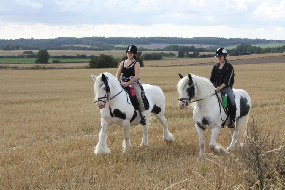 Irish Cob Saint Epona of Killarney billede 14